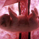 Illustration for article titled Outstanding images of animals inside the womb